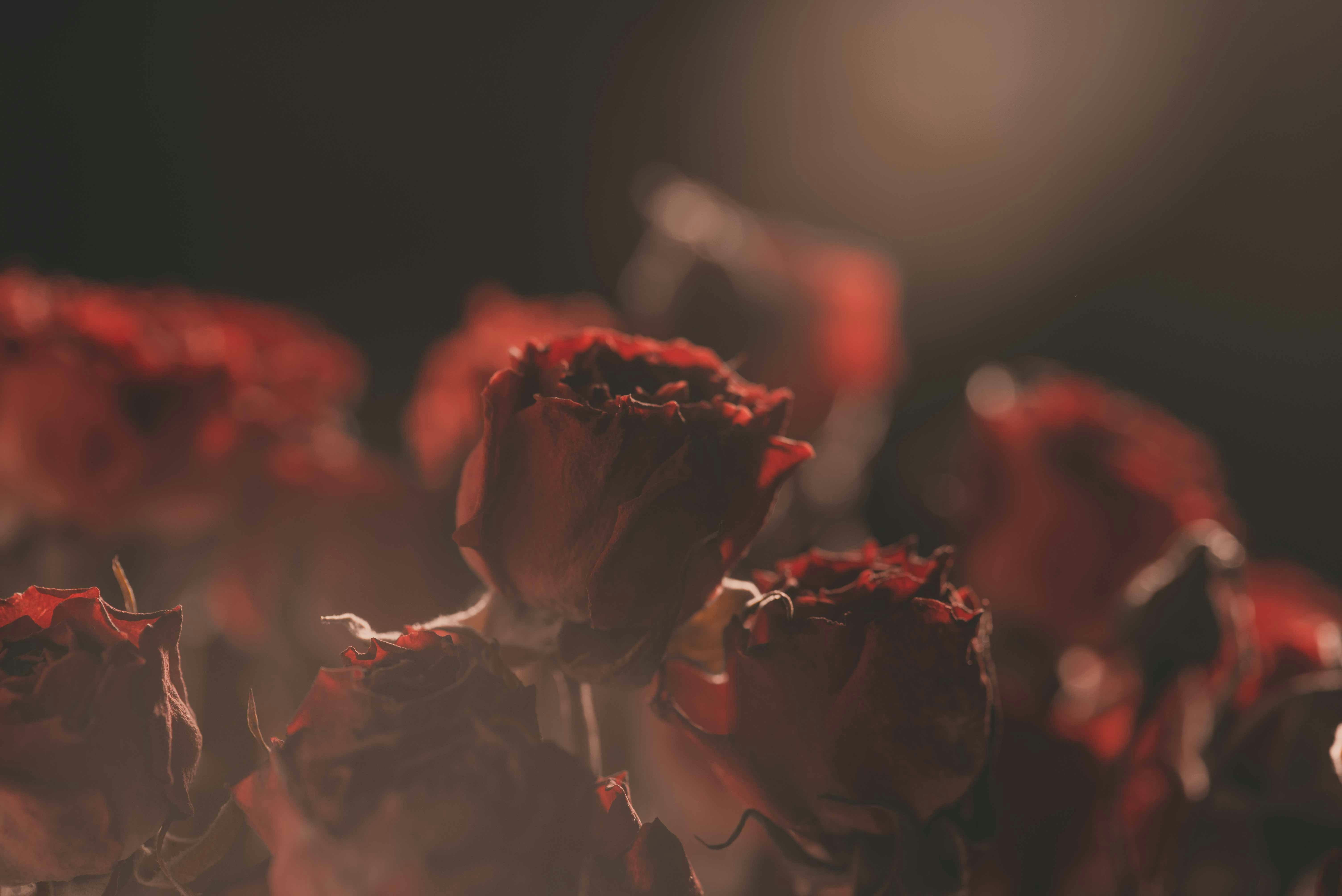 Photo by fuyouzhimeng