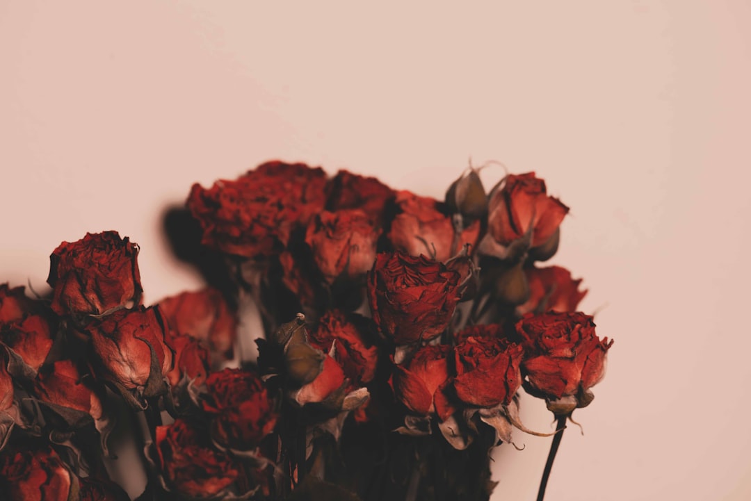 red and brown flower petals