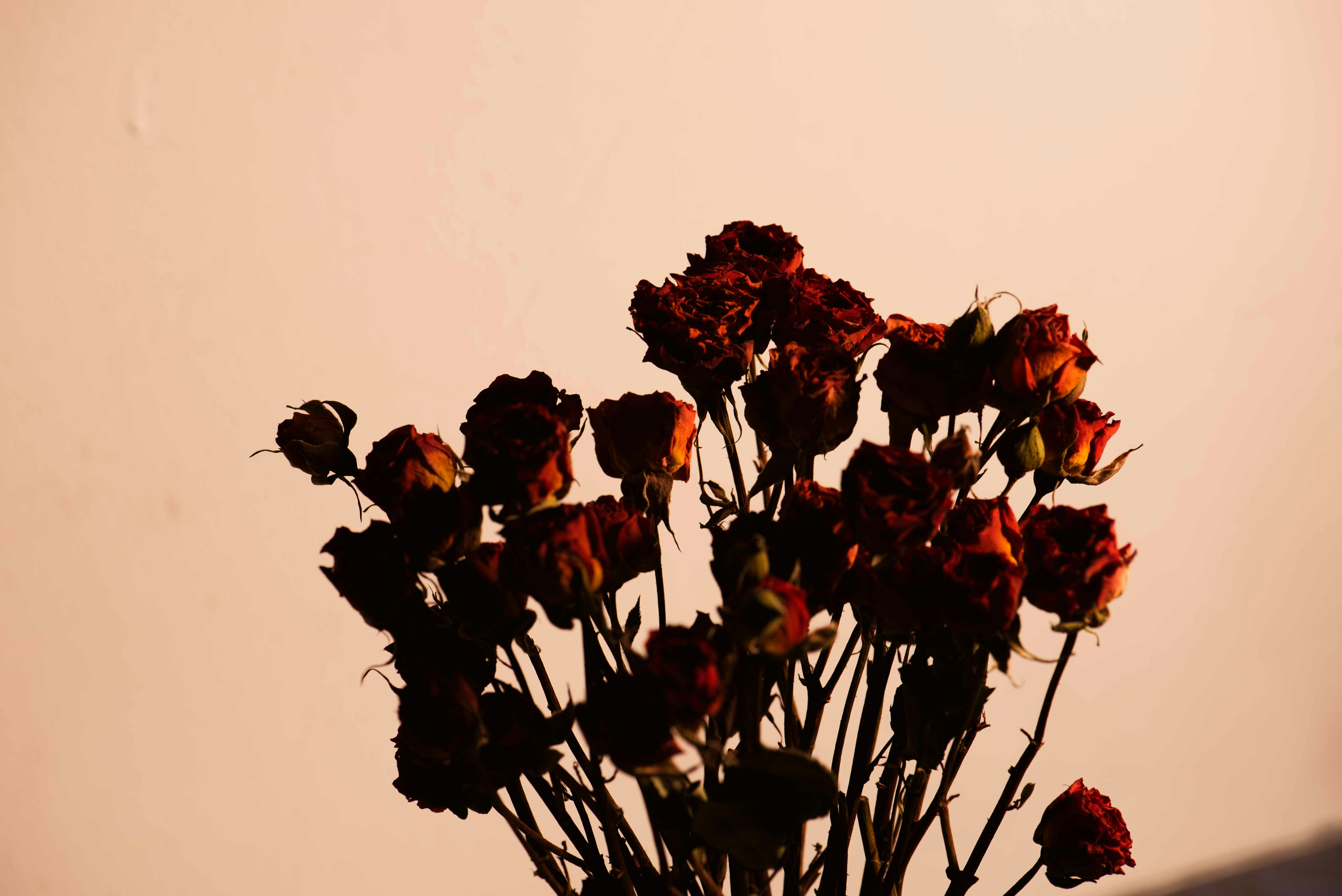 Photo by fuyouzhimeng