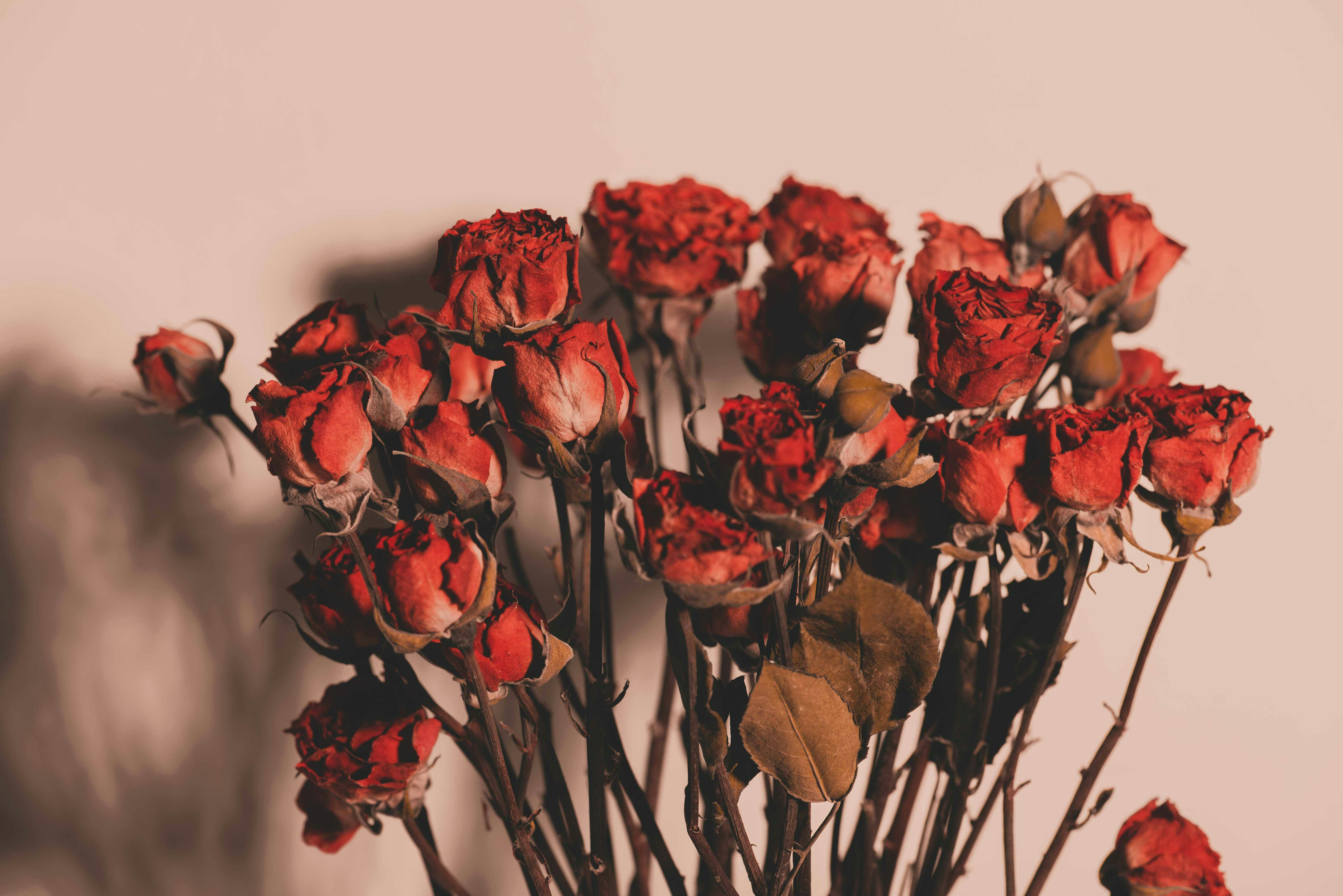 Photo by fuyouzhimeng