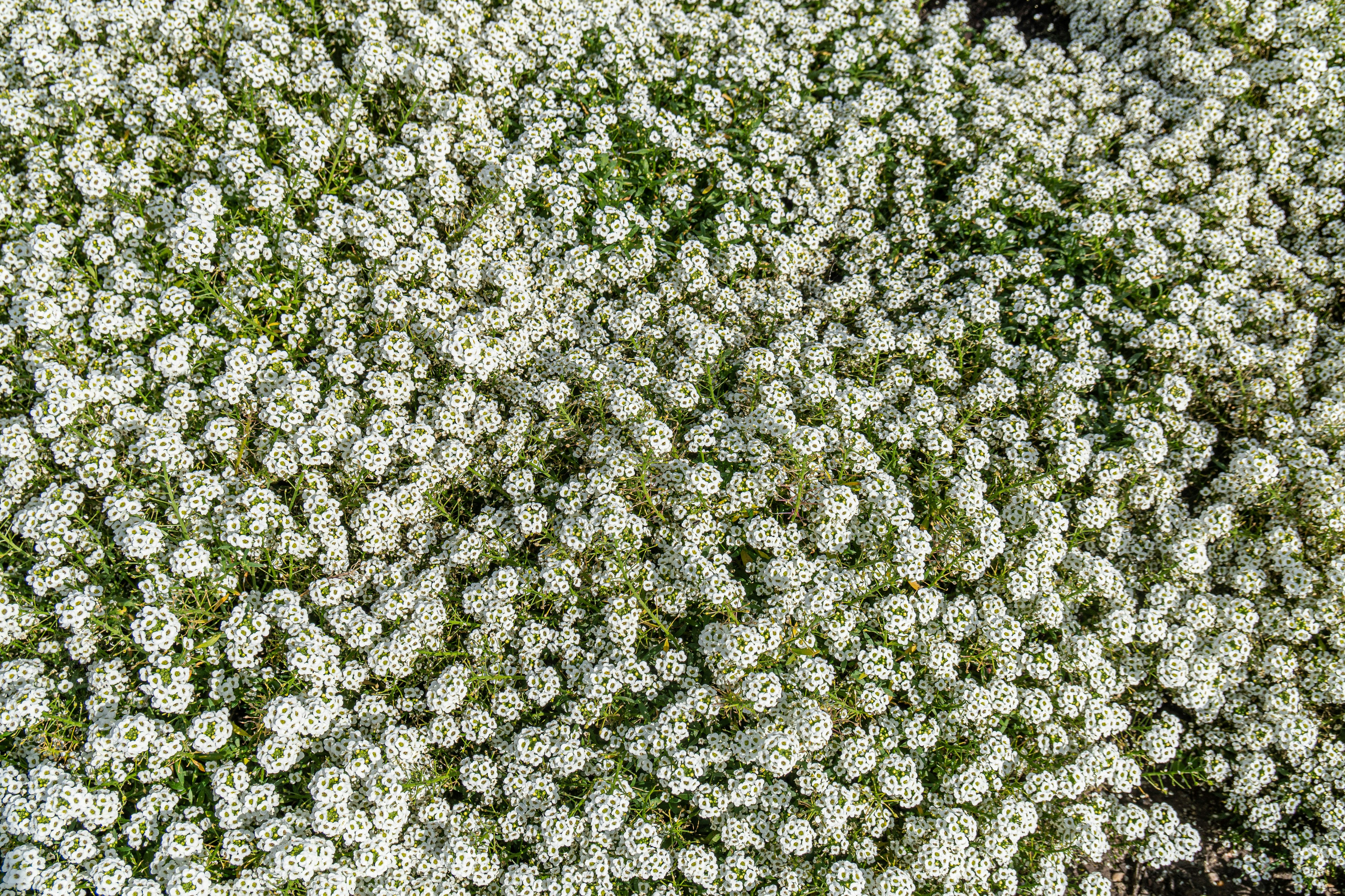 green and white plant during daytime