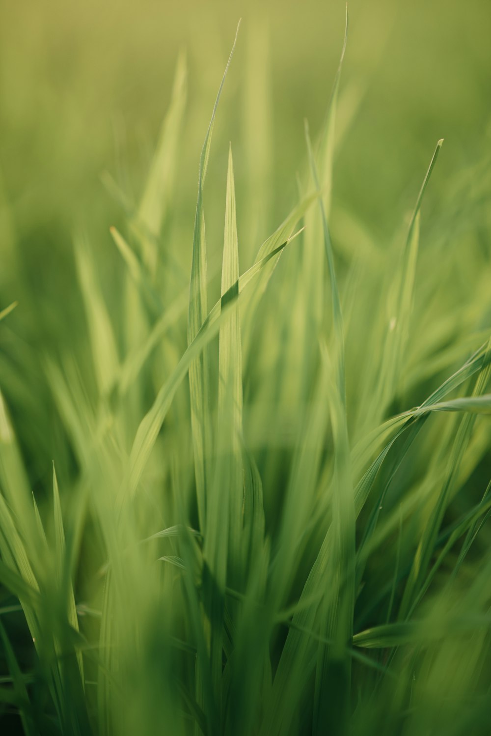 green grass in close up photography