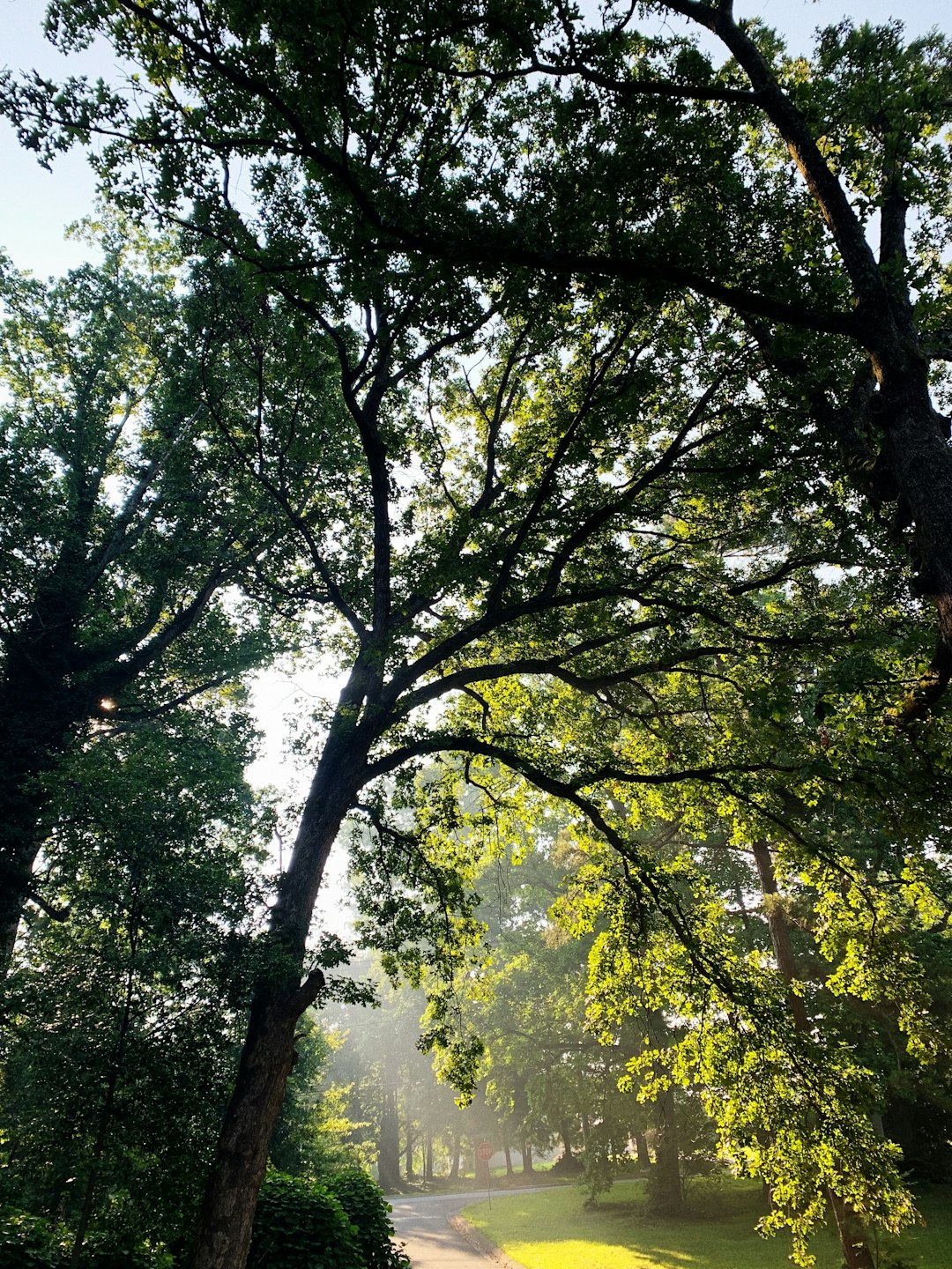 green trees under blue sky during daytime