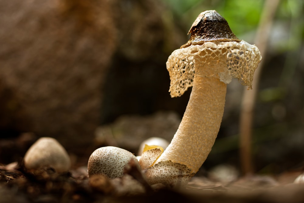 brown and white mushroom in close up photography