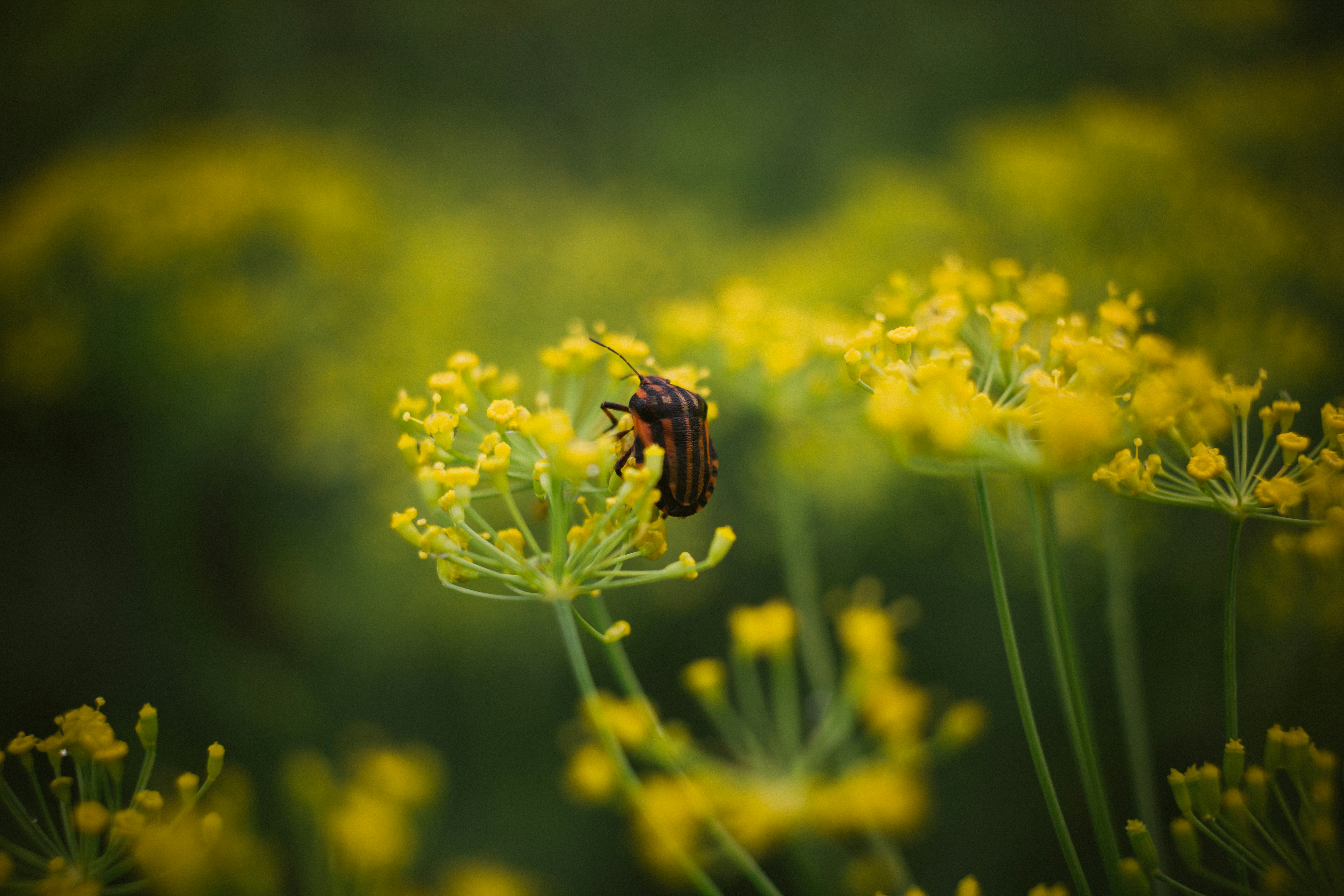 Photo by rubtsovskcat