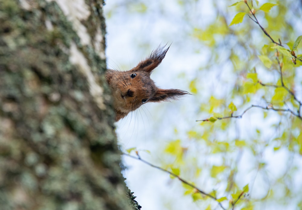 brown squirrel on tree branch during daytime