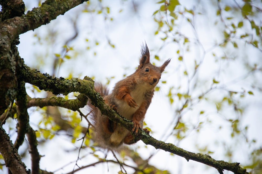 écureuil brun sur une branche d’arbre pendant la journée