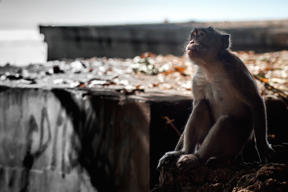 brown monkey sitting on brown log during daytime