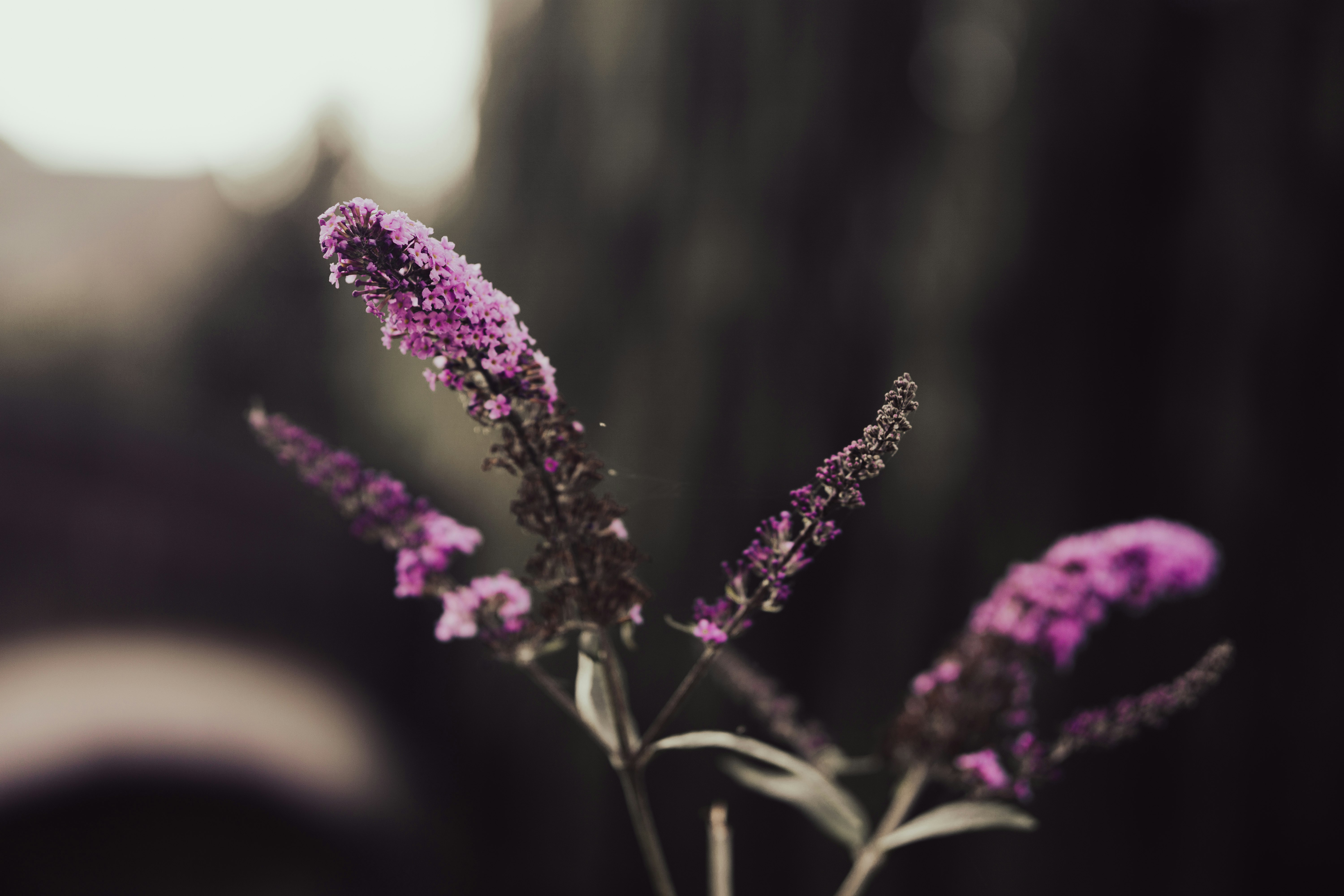 pink flowers in tilt shift lens