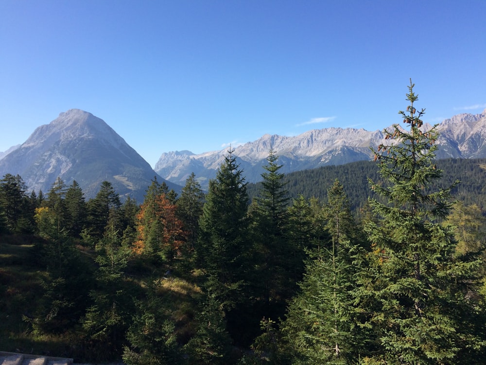 green trees near mountain under blue sky during daytime