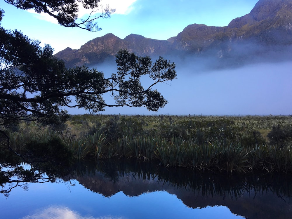 Hierba verde cerca del lago durante el día