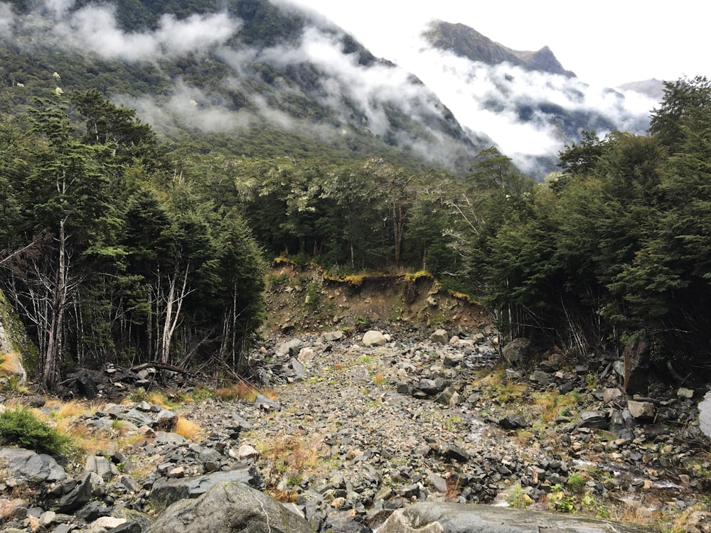 green trees and gray stones near mountain during daytime