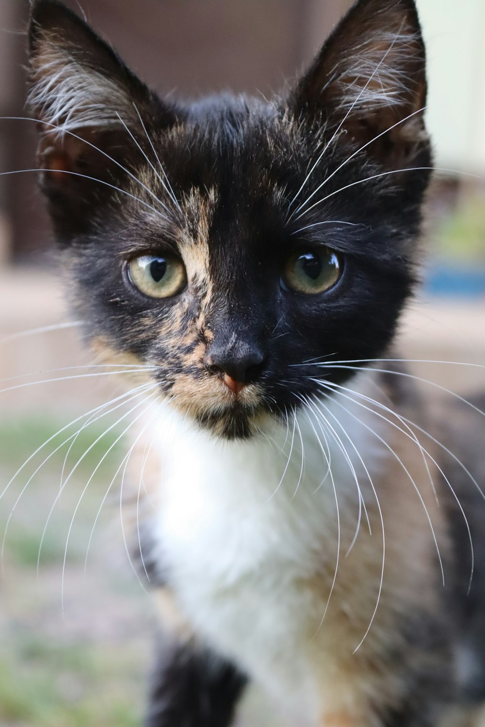 black and white cat in close up photography