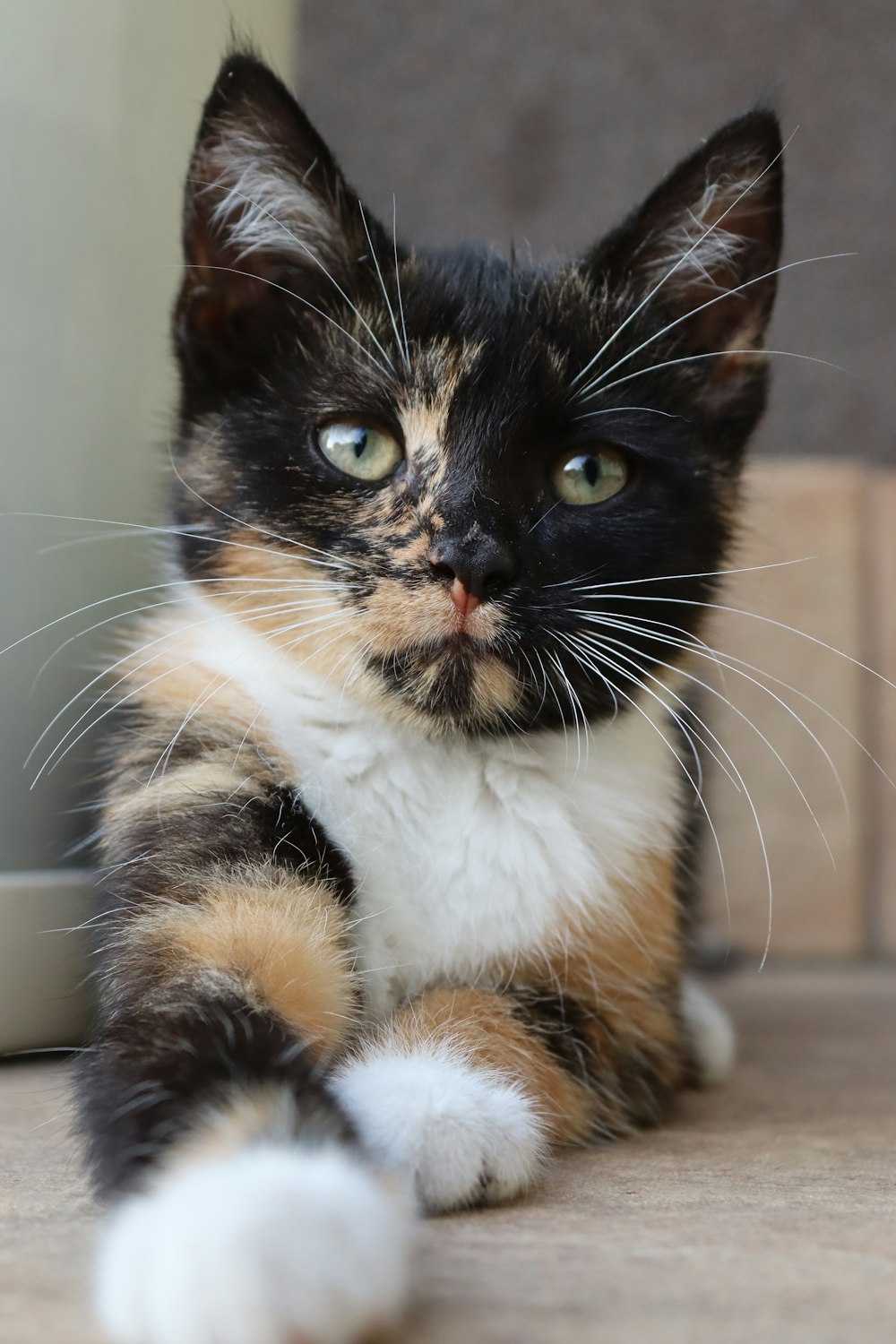 white brown and black cat