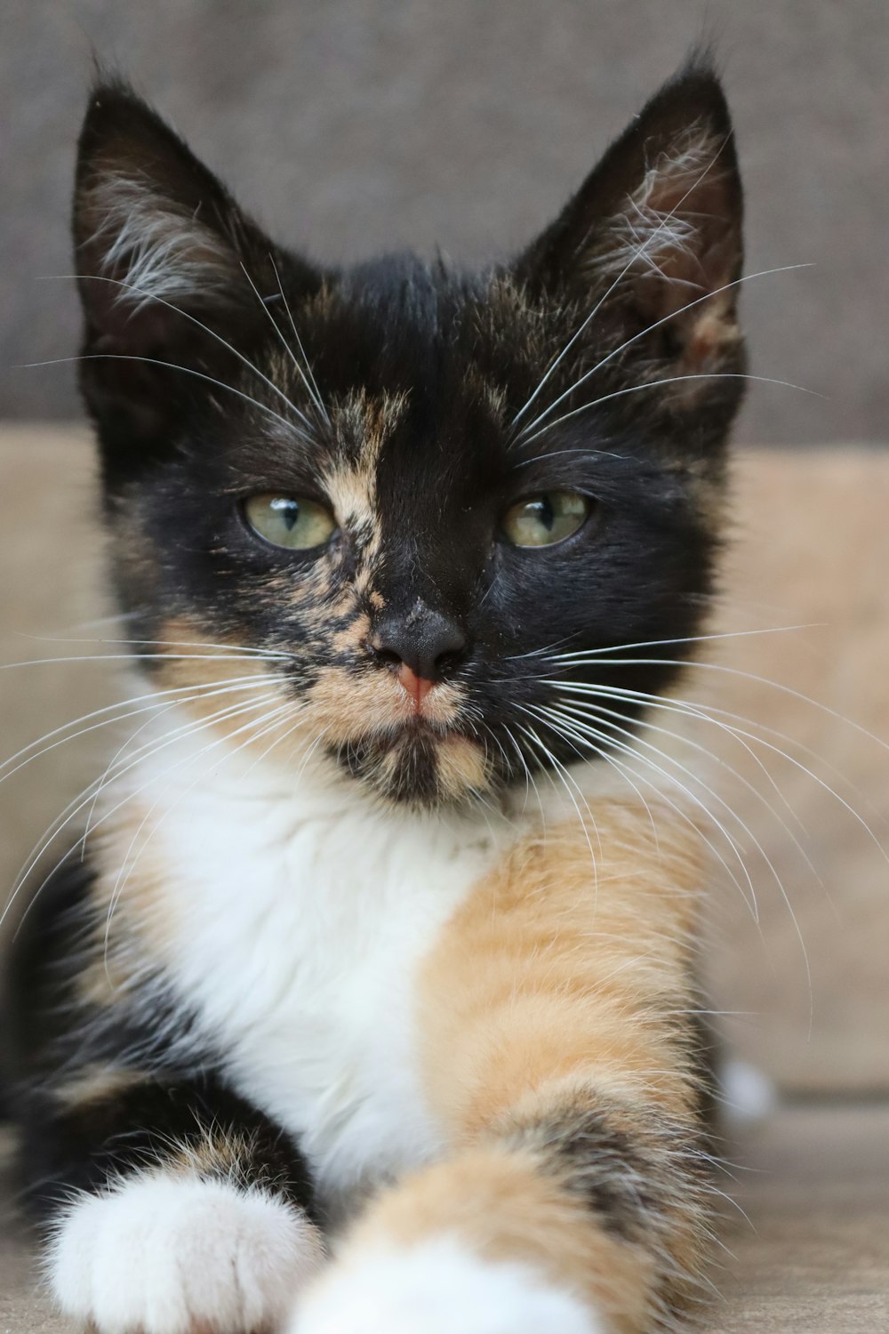 white and brown cat on brown concrete floor