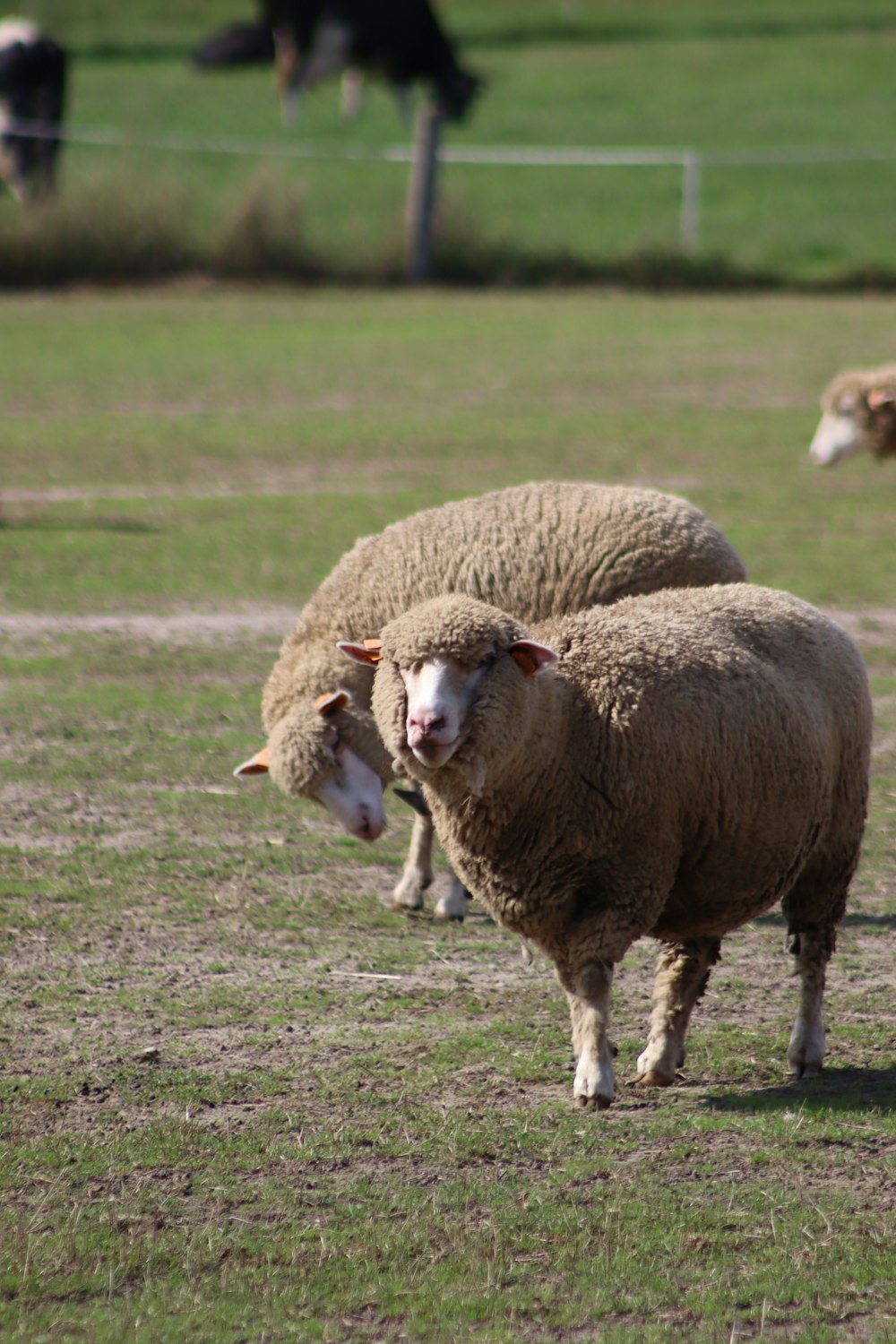 sheep on green grass field during daytime