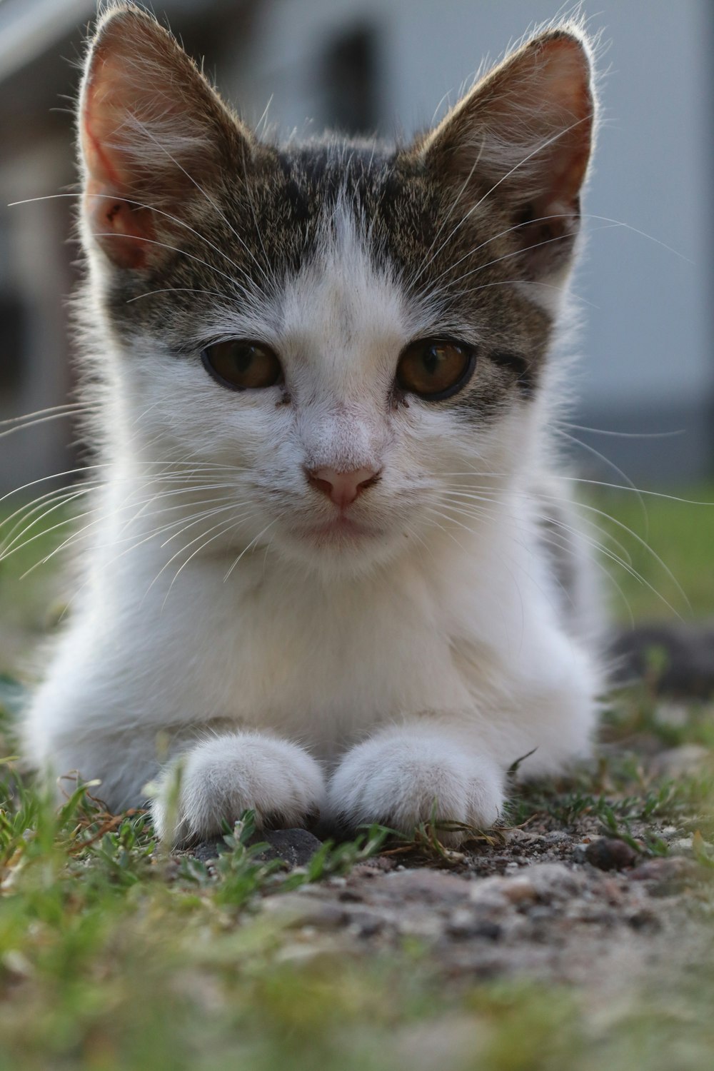 white and black cat on ground