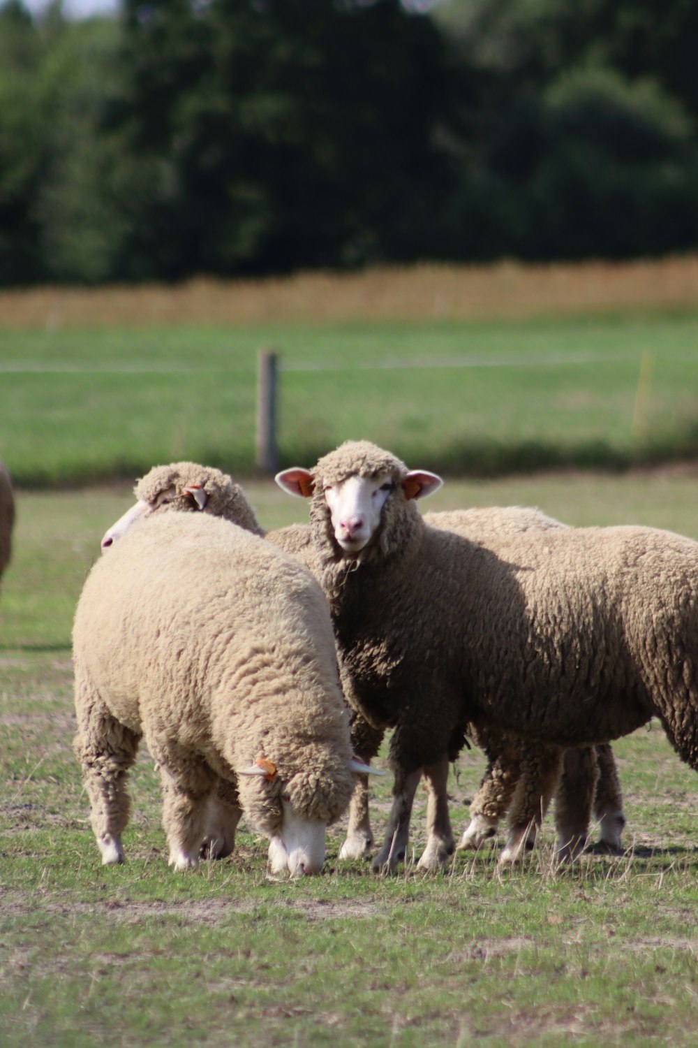 herd of sheep on green grass field during daytime