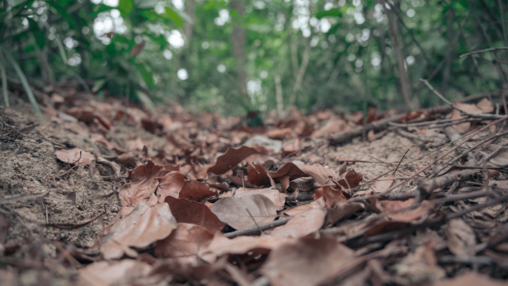 brown leaves on ground during daytime