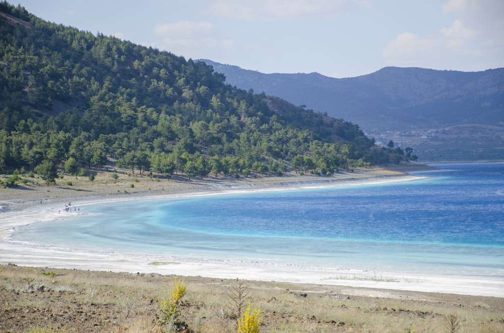 árvores verdes perto do mar azul durante o dia