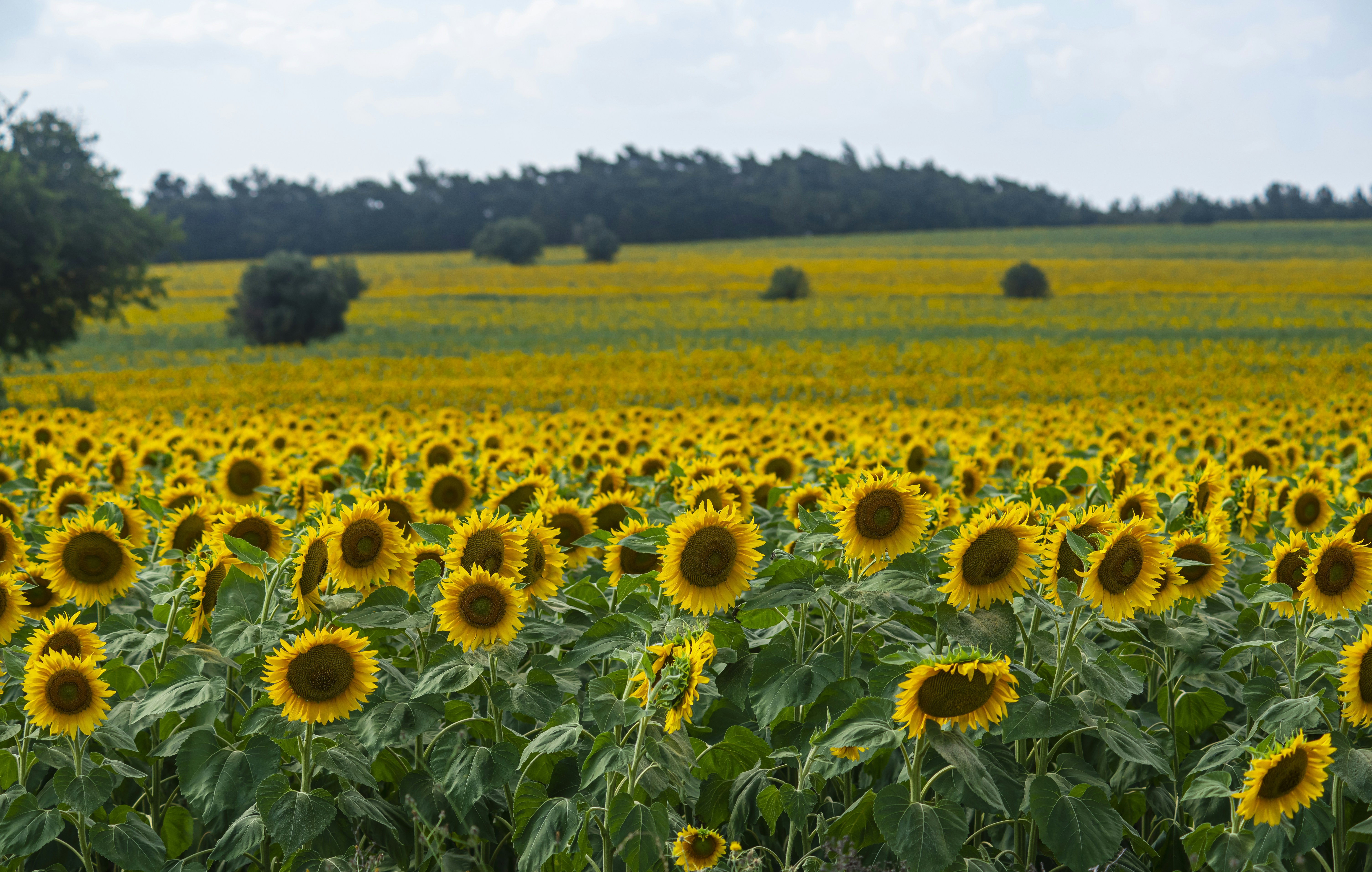 Photo by syildirimer