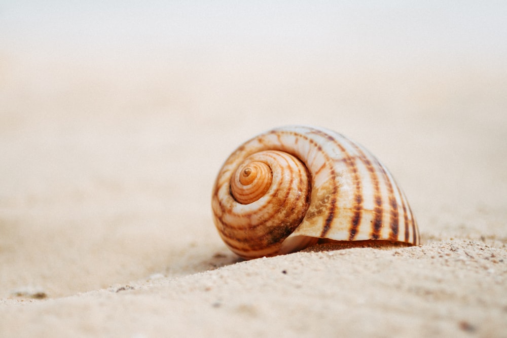 brown and white snail on white sand