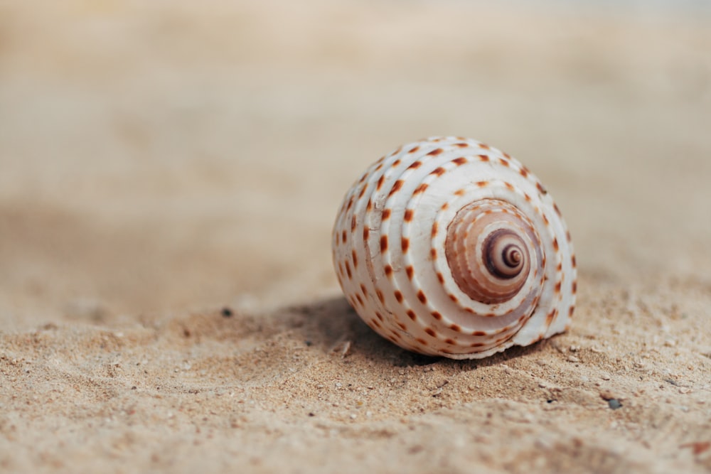 white and brown seashell on brown sand during daytime