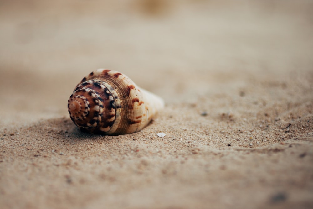 brown and white snail on sand