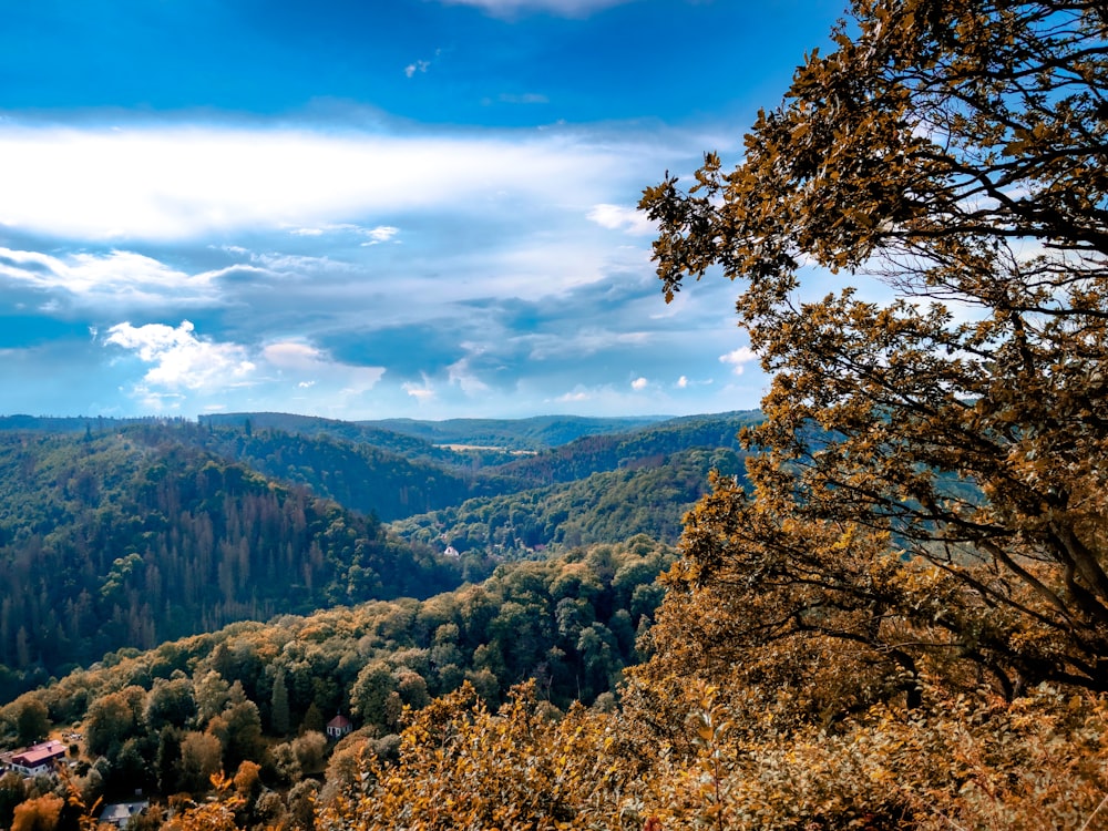 green and brown trees on mountain under blue sky during daytime