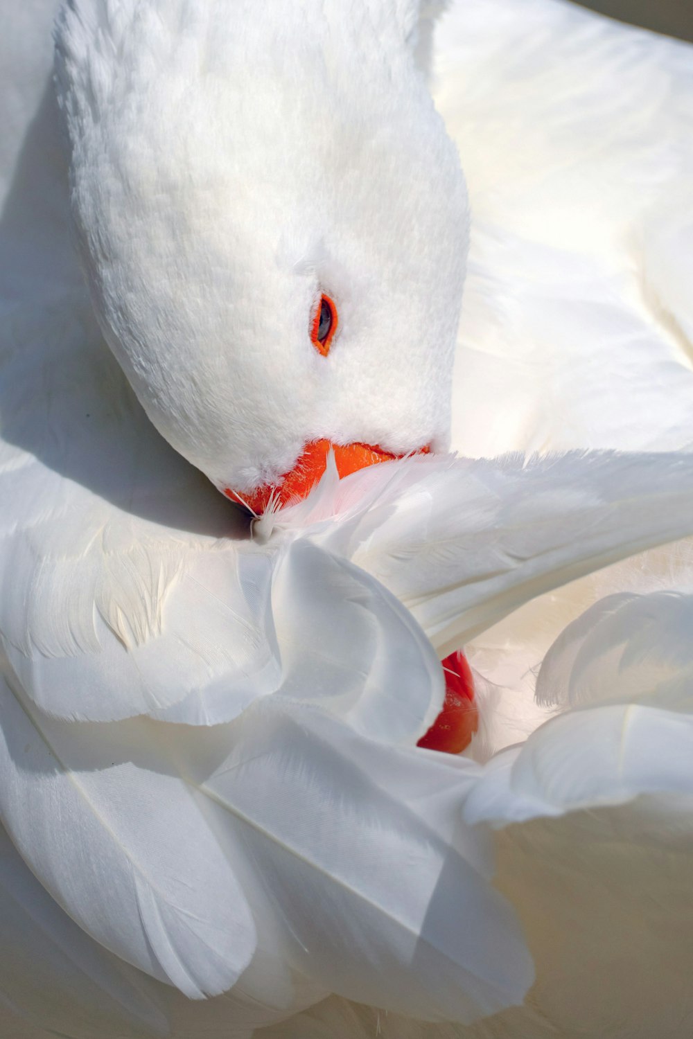 white swan on white textile