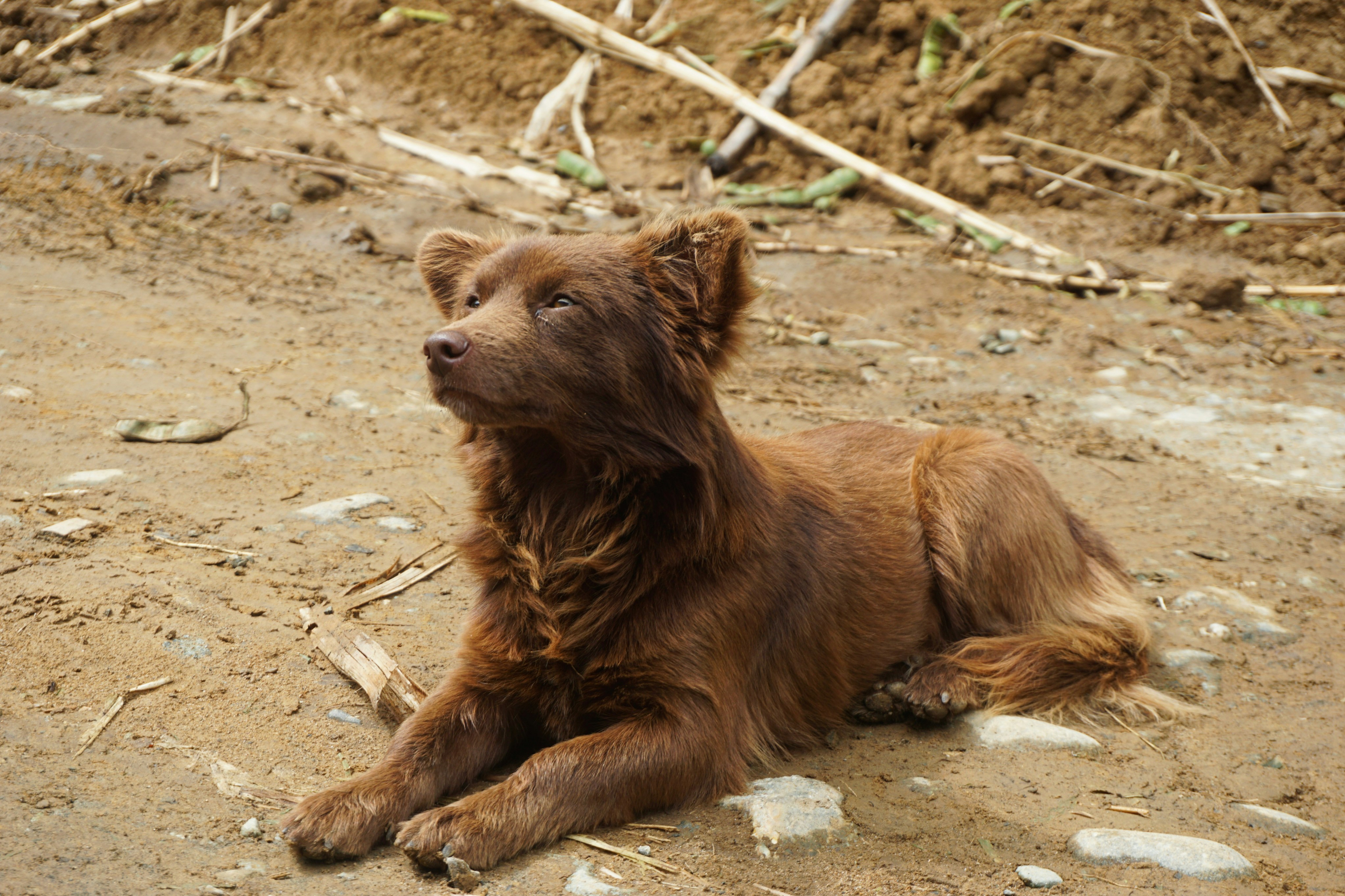 Stray dog in countryside of Salento, Quindio, Colombia.