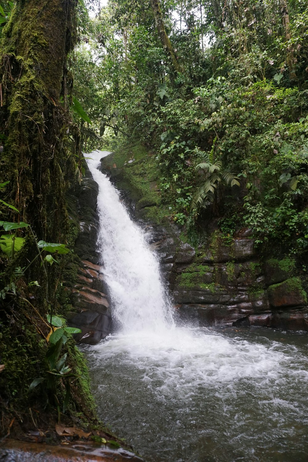 water falls in the middle of green trees