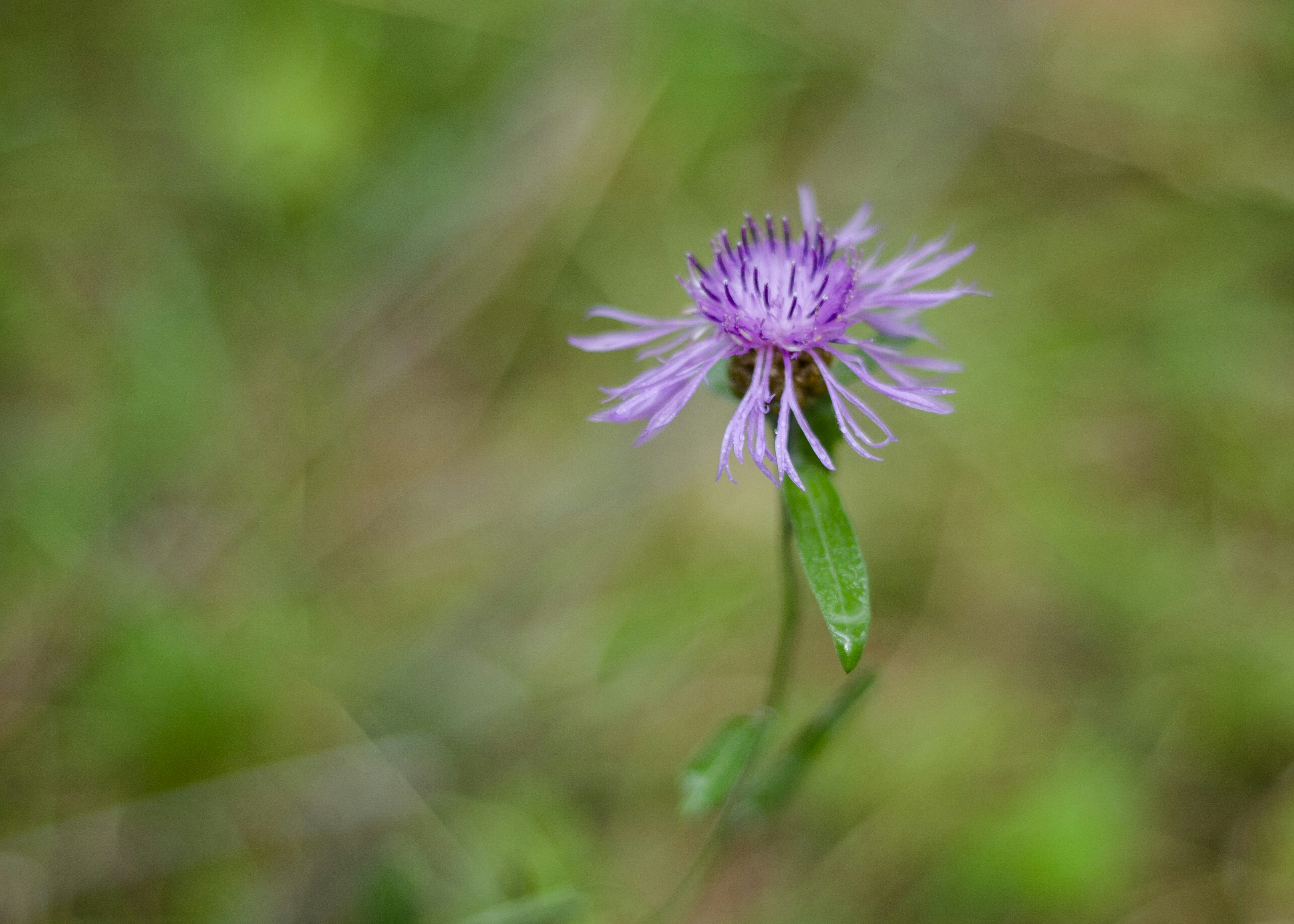 Photo by indi_grunge