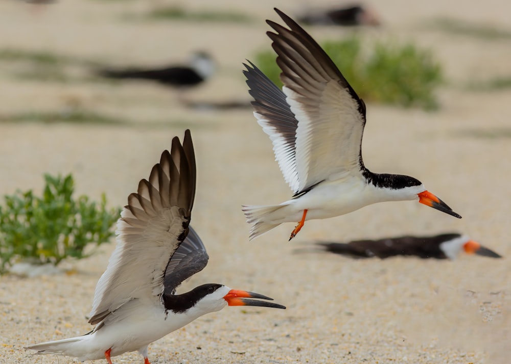 white and black bird flying during daytime