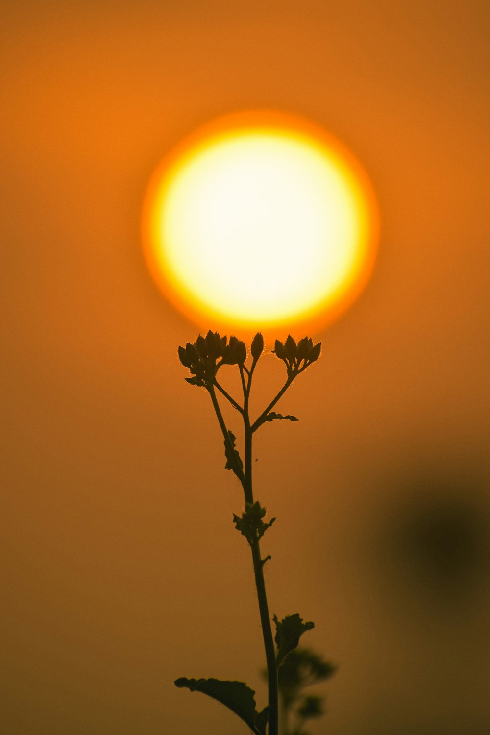 silhouette of plant during sunset