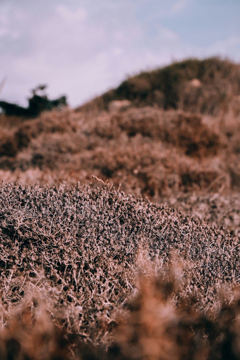 brown grass field during daytime