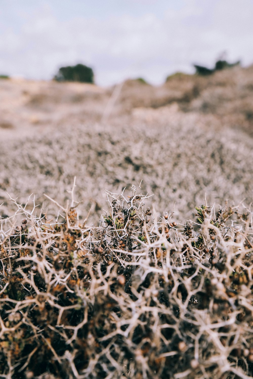 brown grass field during daytime