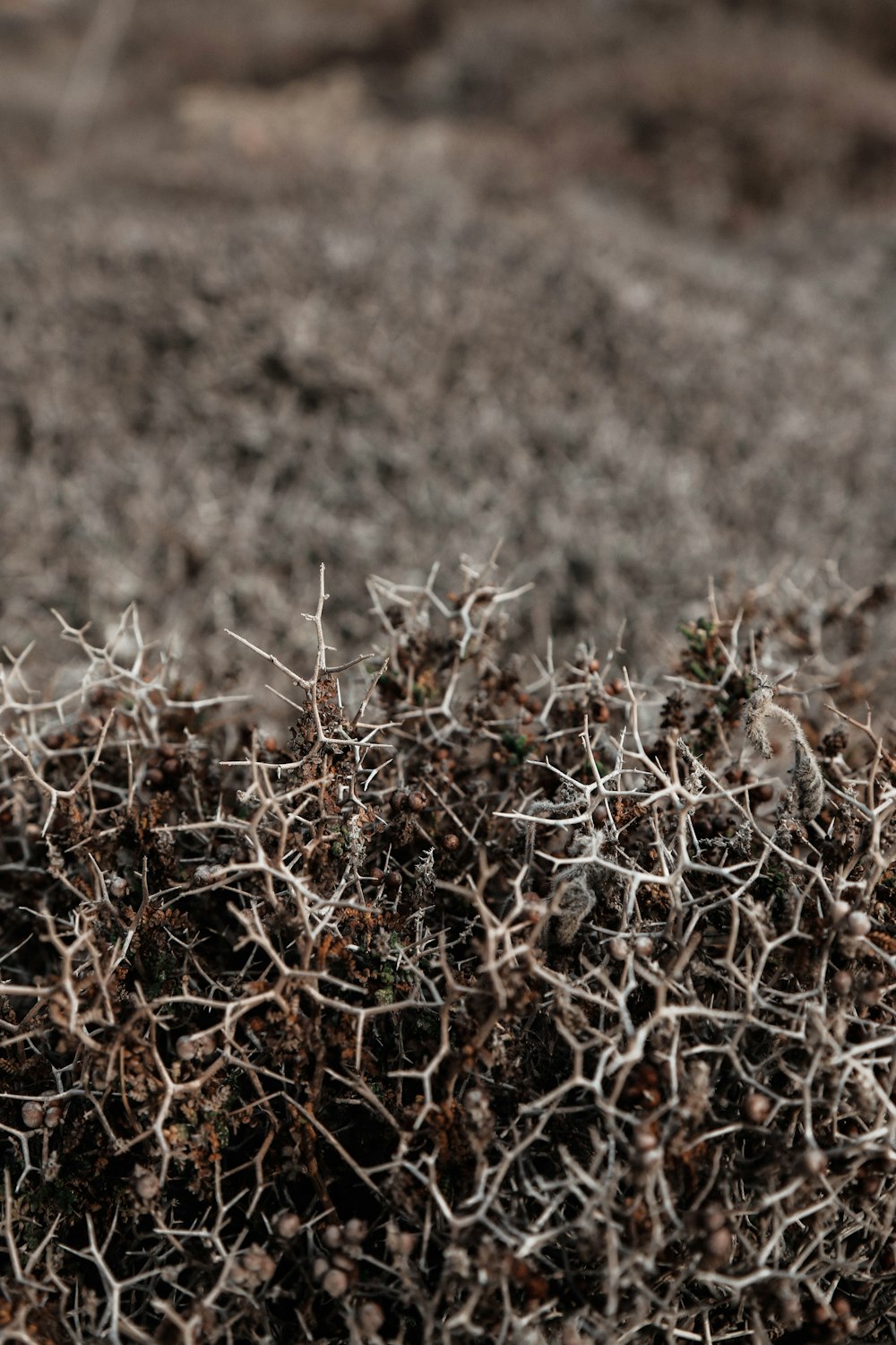 brown dried leaves on brown field during daytime