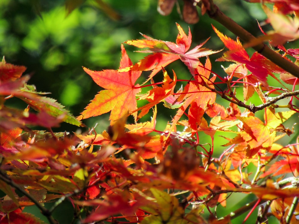 red and yellow maple leaves