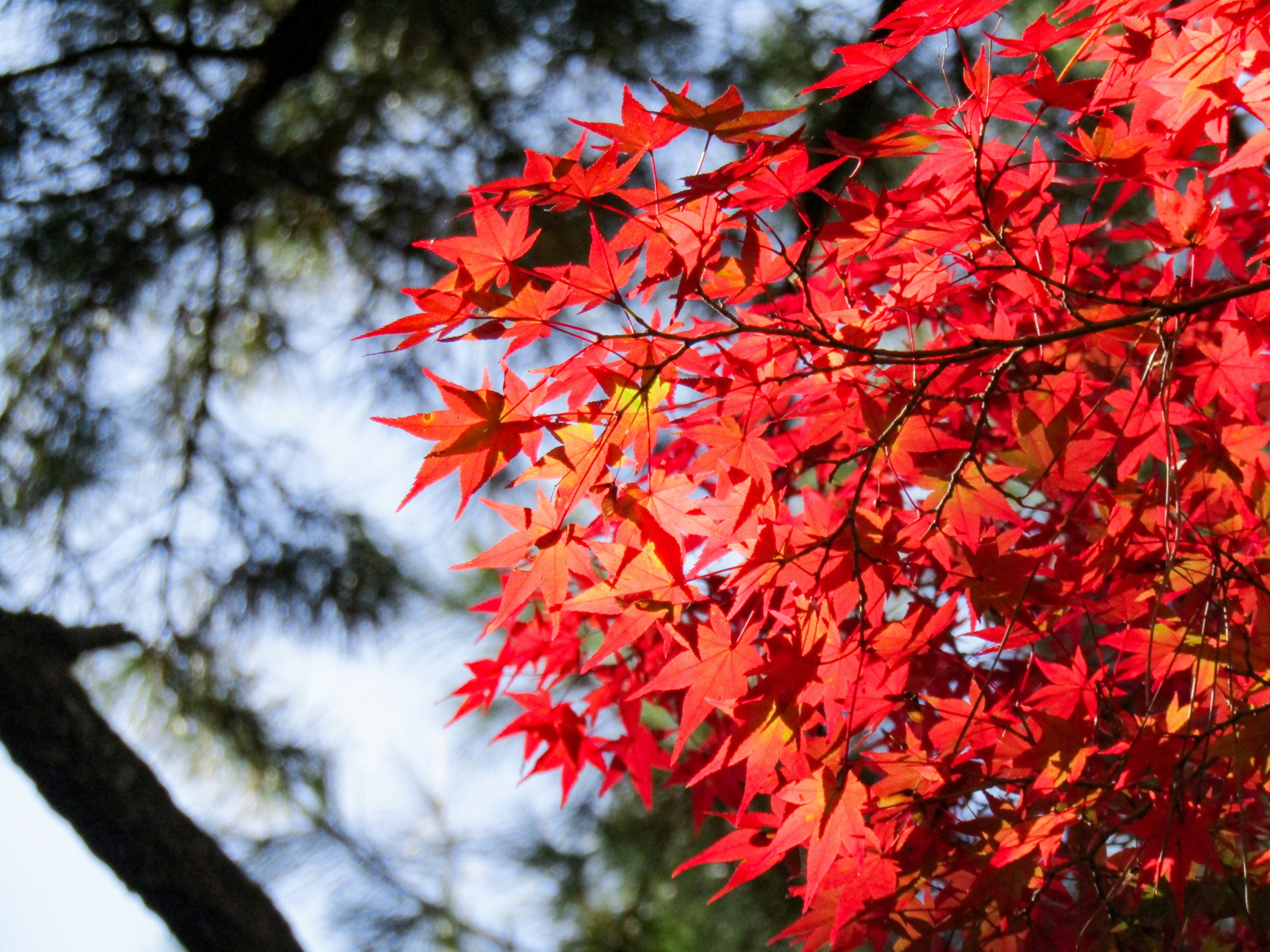 Photo by heppoko_yama