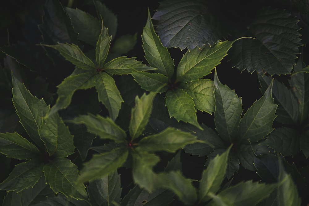 green leaves in close up photography