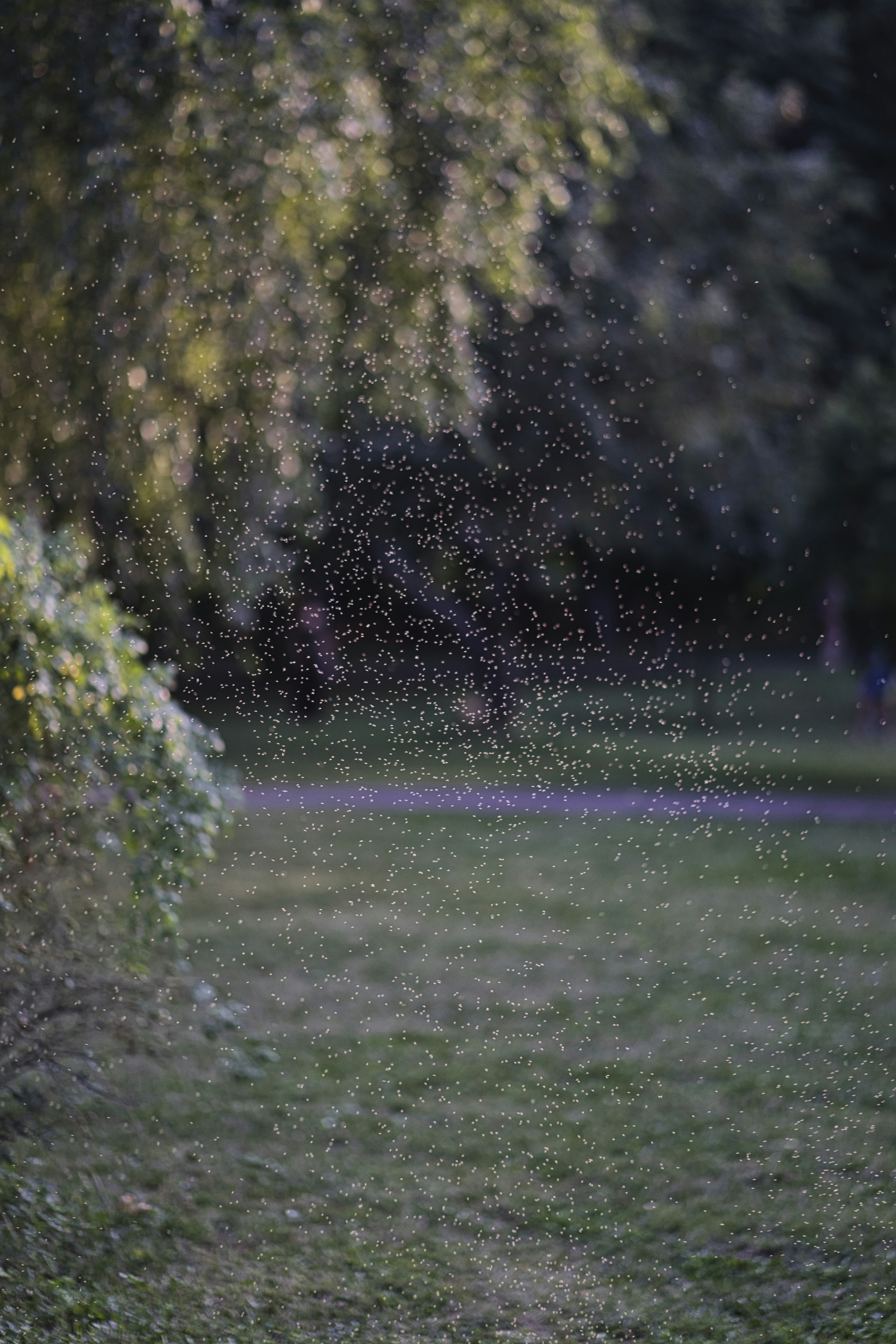 green grass field with trees