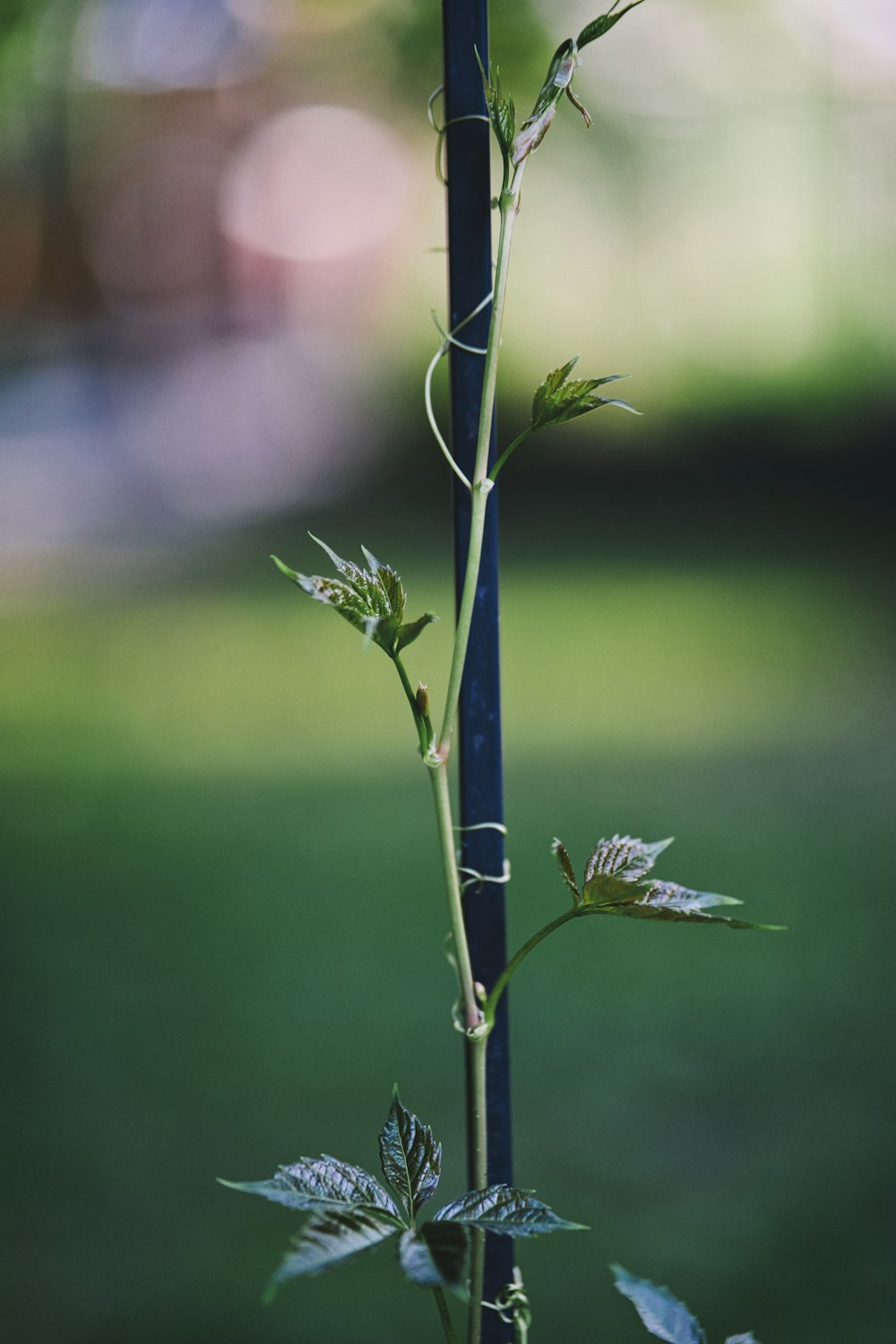 green plant with water droplets