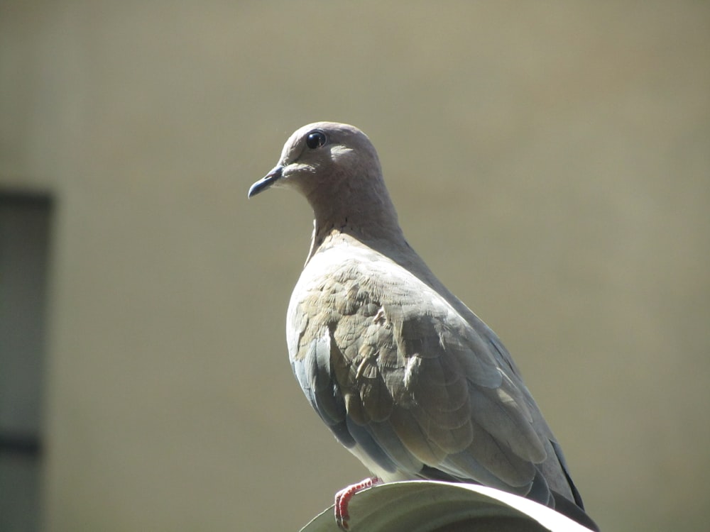 white and gray bird on green and red wire