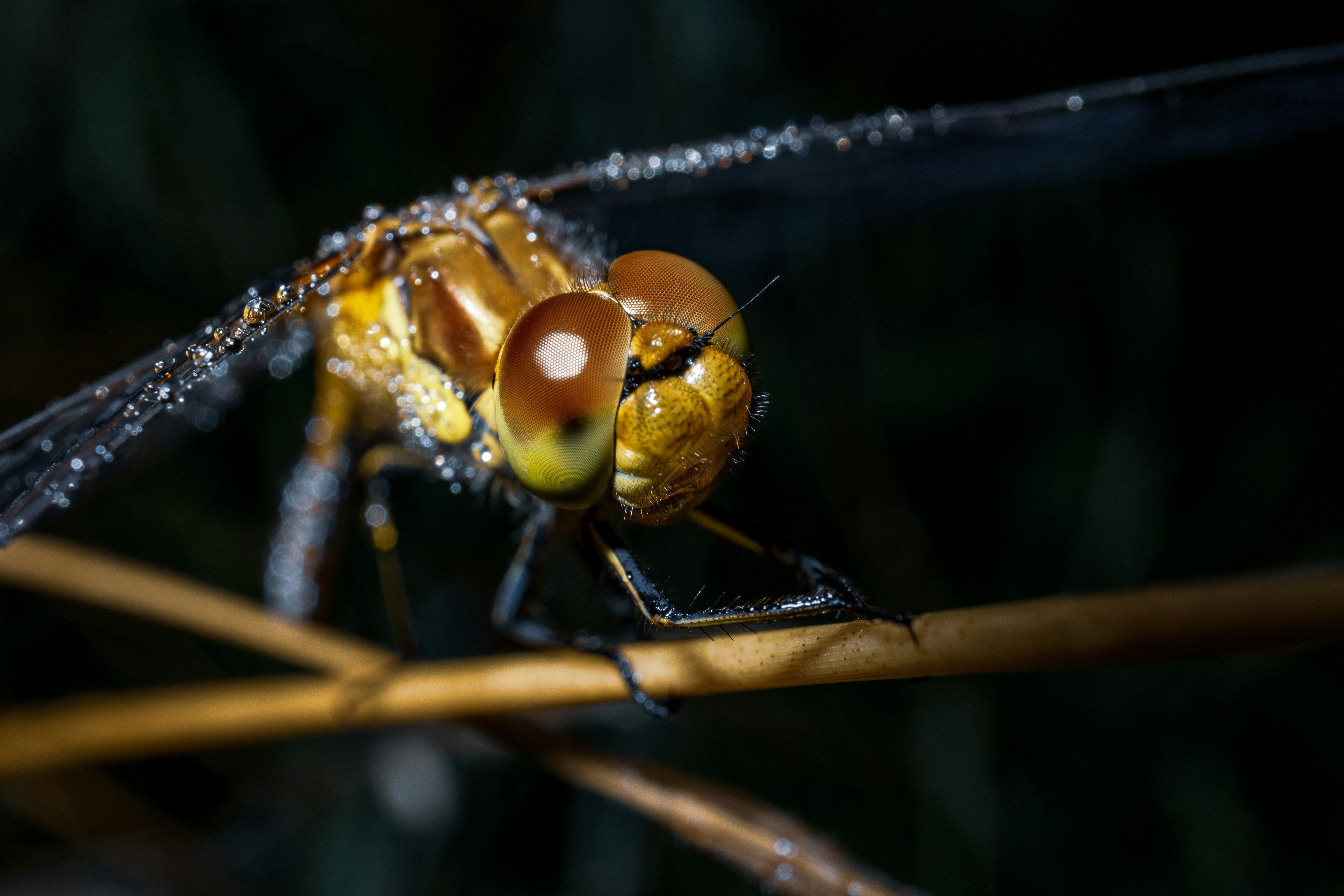 brown and green dragonfly on brown stick in close up photography during daytime