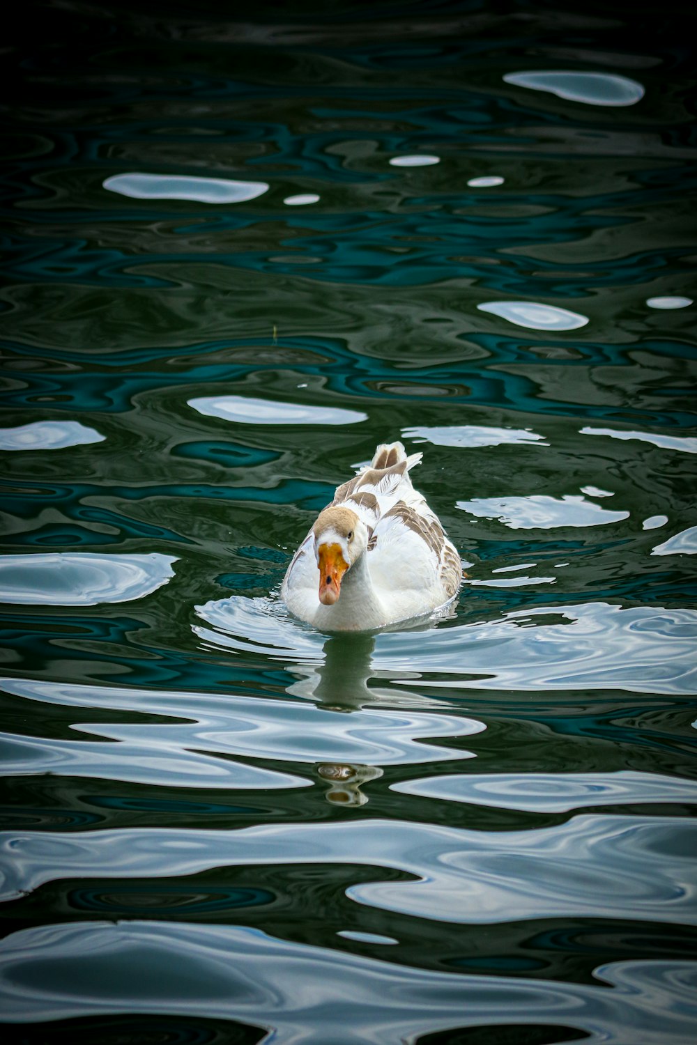 white swan on water during daytime