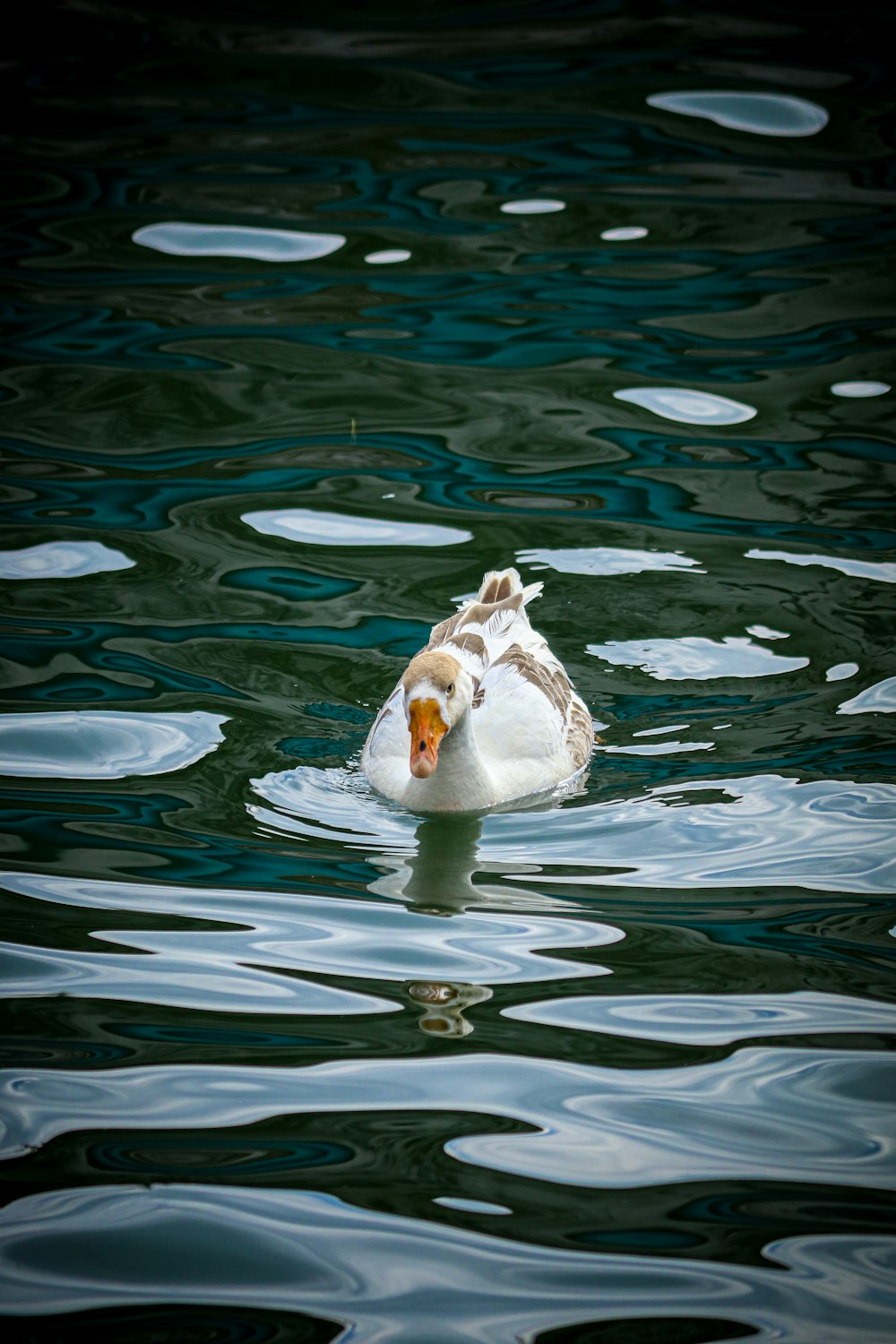 Weißer Schwan tagsüber auf dem Wasser