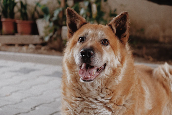 Pet Friendly Stays