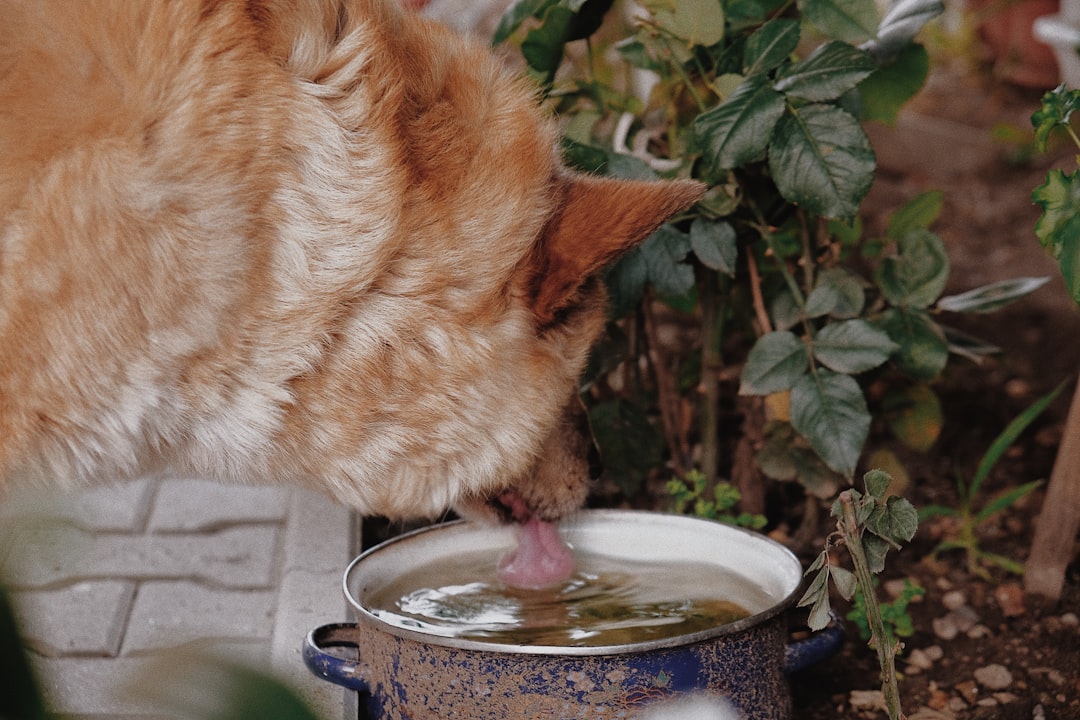 orange tabby cat drinking water from a round white ceramic bowl