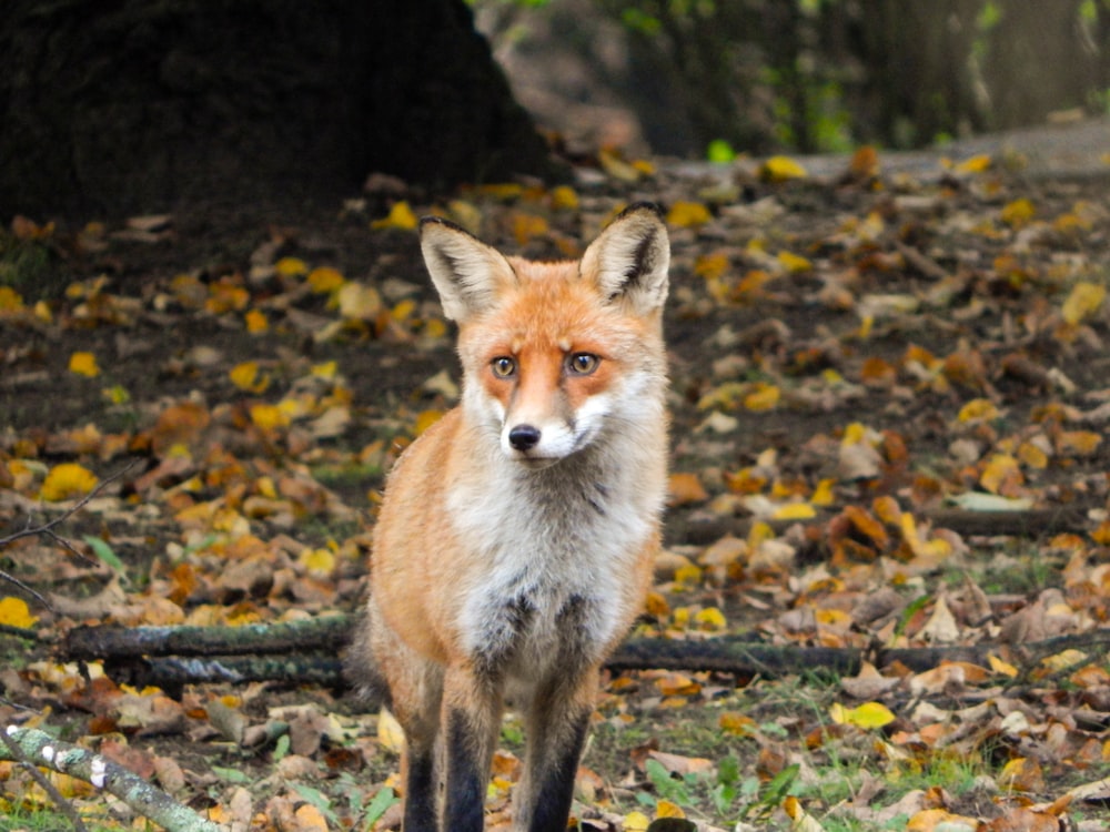 brown and white fox on gray concrete ground